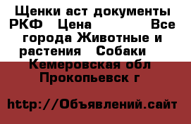 Щенки аст документы РКФ › Цена ­ 15 000 - Все города Животные и растения » Собаки   . Кемеровская обл.,Прокопьевск г.